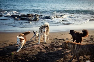 Articles IRC Dogs on the beach